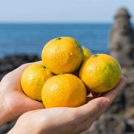 제주 극조생 노지 감귤 로얄과 4.5kg(실중량) 햇감 이미지