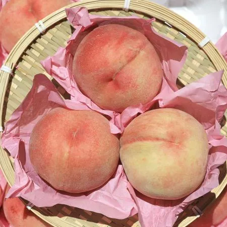 경북 달콤아삭 고당도 딱딱이 복숭아 중대과 1박스 4kg x 20~24과 내외 이미지