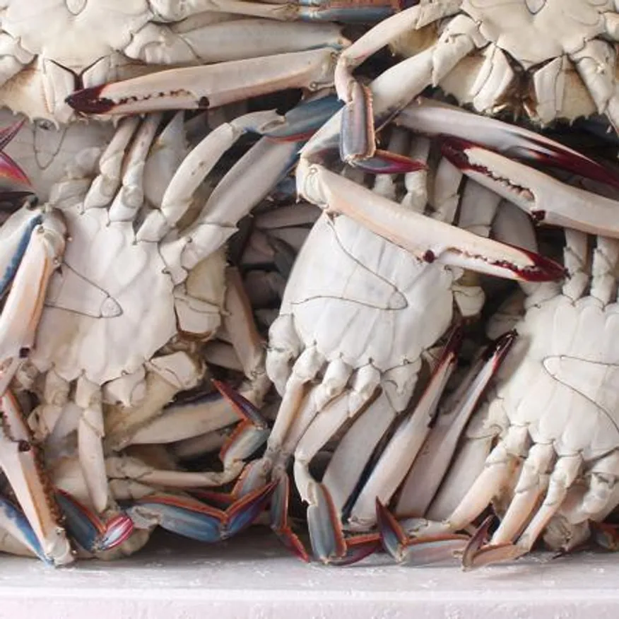 서해안 살오른 제철 꽃게 숫꽃게 1kg x 3~6미 내외 산지직송 이미지