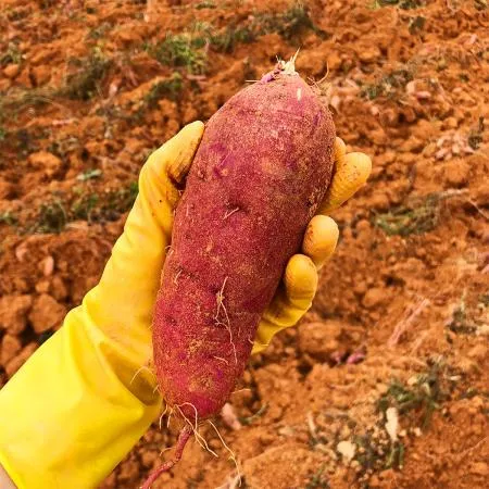 해남 산지배송 꿀밤고구마 베니하루카 3kg 햇고구마 이미지