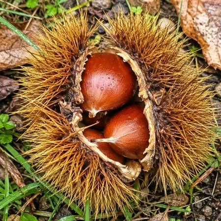 26년 공주 햇밤 알밤 왕밤 생밤 꿀밤 1kg 이미지