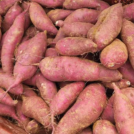 햇 꿀 고구마 호박고구마 호풍미 3kg 베니하루카 이미지