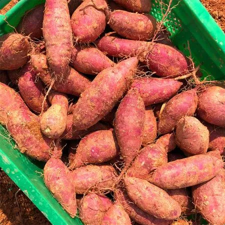 해남 산지배송 꿀밤고구마 베니하루카 3kg 햇고구마 이미지
