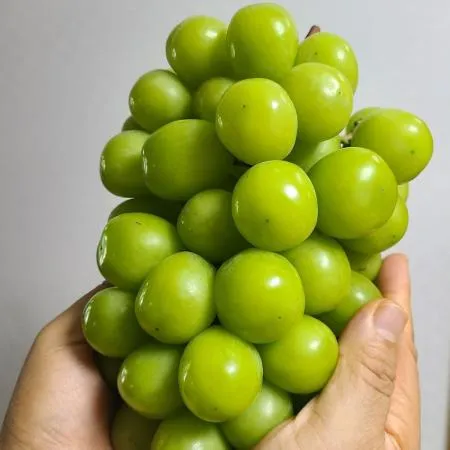산지직송 제철 18beix 초고당도 샤인머스켓 1박스 2kg x 3~6수 내외 이미지