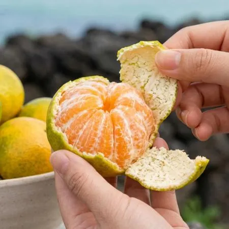 제주 극조생 노지 감귤 로얄과 4.5kg(실중량) 햇감 이미지