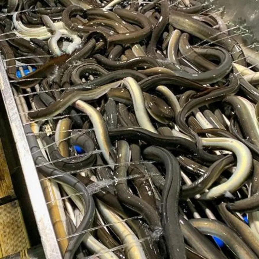 국내산 고창 자포니카 손질 민물장어 1kg x 2미 이미지