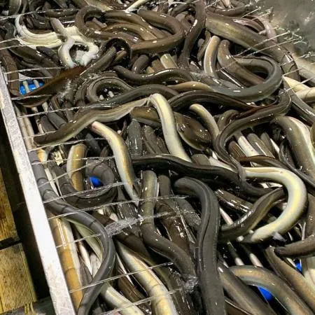 국내산 고창 자포니카 손질 민물장어 1kg x 2미 이미지