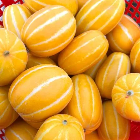 산지직송 성주참외 꿀참외 당도선별 중대과 1박스 3kg x 6~11과 내외