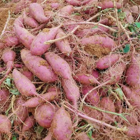 햇 꿀 고구마 호박고구마 호풍미 3kg 베니하루카 이미지
