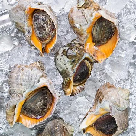 자연산 산지직송 생물 활 참소라 숙회 소라살 1박스 1kg x 4~10미 내외