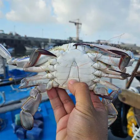 서해안 살오른 제철 꽃게 숫꽃게 1kg x 3~6미 내외 산지직송