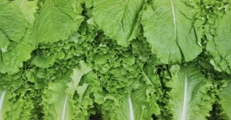 청상추(박스/4kg내외/국내산)