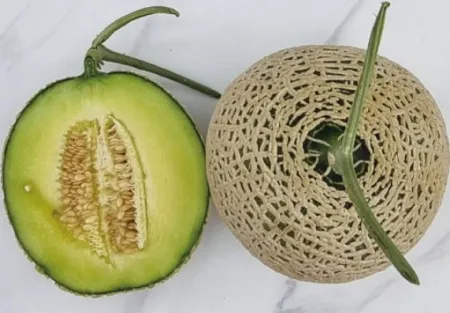 메론(1개/4수/1.5kg내외/국내산)