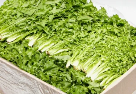 치커리(박스/2kg내외/국내산)