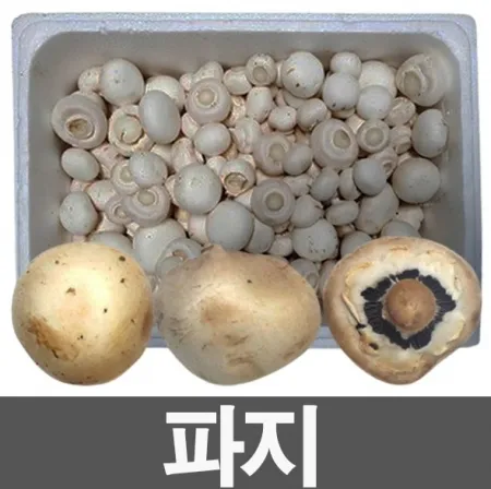 양송이버섯[파지](박스/2kg내외/국내산)