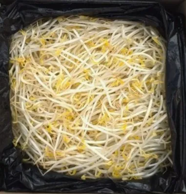 숙주(박스/3.5kg내외/중국산)