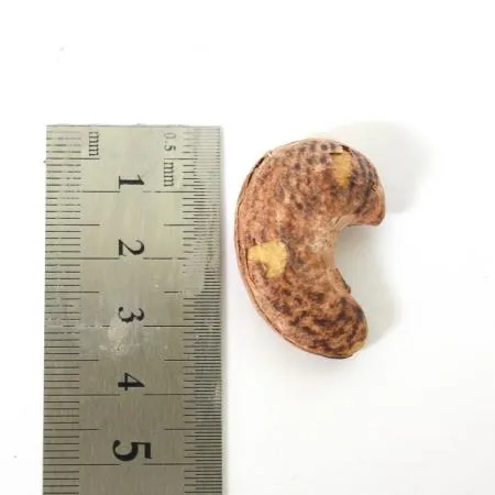 26년 크리스피 캐슈넛 1kg 베트남 구운 껍질 캐슈넛 이미지