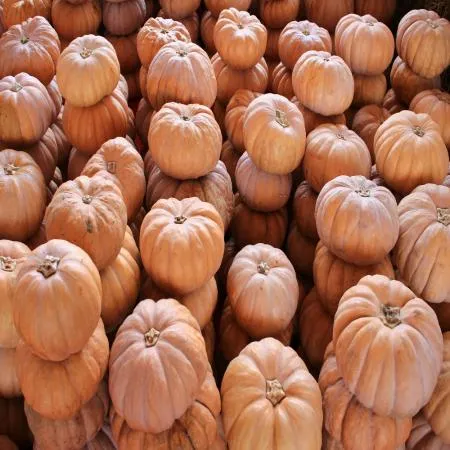 늙은호박 3kg~4kg 국내산 이미지