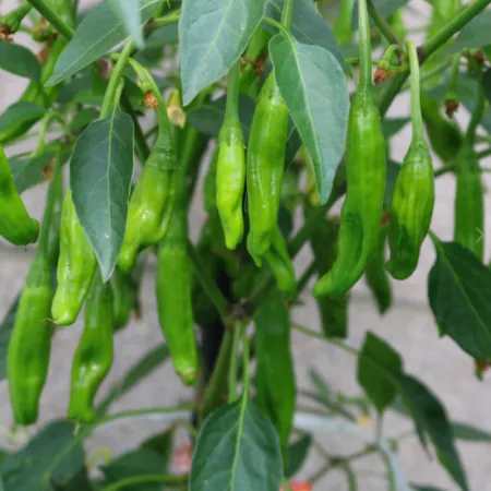 꽈리고추 4kg 국내산 이미지
