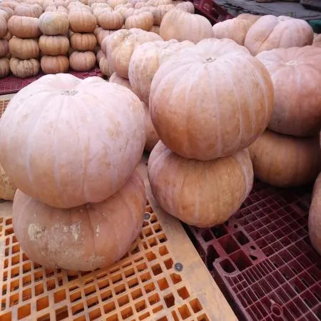 늙은호박 3kg~4kg 국내산 이미지