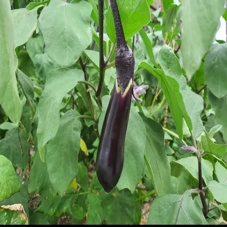 가지 10kg 국내산 이미지