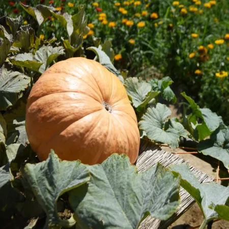 늙은호박 3kg~4kg 국내산