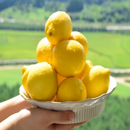 레몬 15kg(140개내외) 미국산 이미지