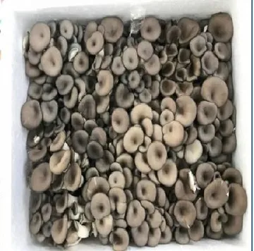 *느타리버섯/꽃스티로폴/국내산)