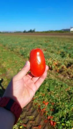 알타쿠치나 플럼 토마토홀 미국산 2.98KG*6캔(1박스) 이미지