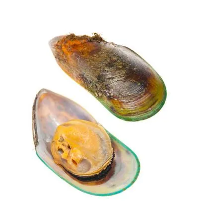 뉴질랜드 그린홍합 800g 냉동 큼지막한 홍합 껍질있음 초록홍합 이미지