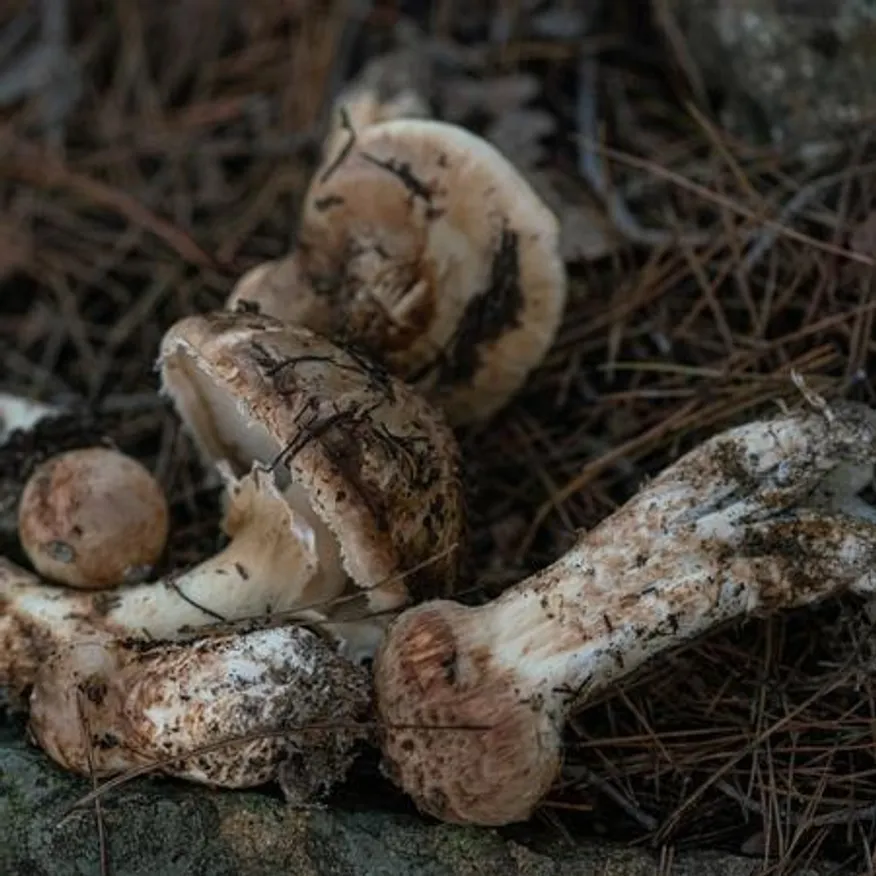 자연산 냉동 송이버섯 1등품 1kg 청정 지역 티벳산 A급송이 이미지