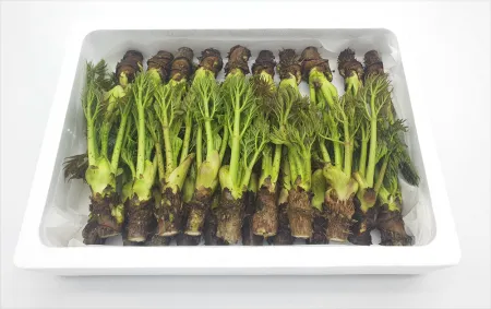 가평 참두릅 입맛을 돋궈주는 향긋한 두릅 28주 이미지