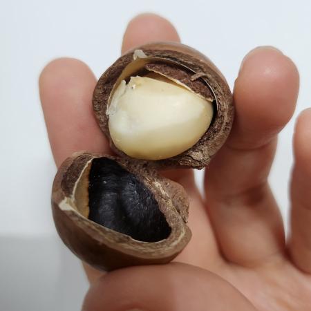 껍질 까먹는 베트남 통 마카다미아 500g 이미지