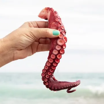 냉동 자숙 문어 다리 300g 10팩 2~3족 랜덤 필리핀 데친 문어족