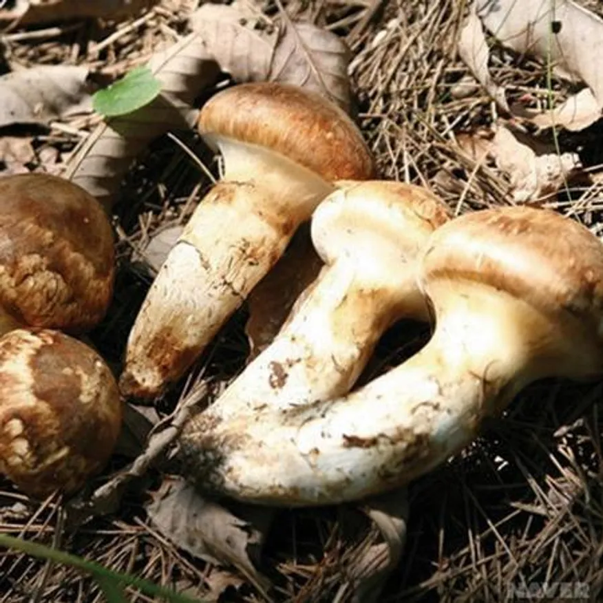 자연산 냉동 송이버섯 1등품 1kg 청정 지역 티벳산 A급송이 이미지