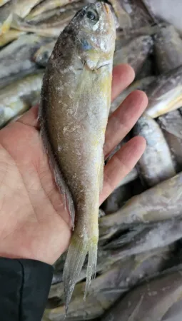 [명화씨푸드] 영광법성포 국산 참조기 굴비 10미 이미지