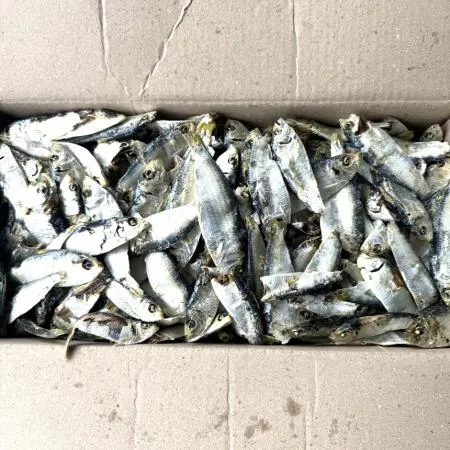 [명화씨푸드] 국물 육수 국내산 디포리 밴댕이 1.5kg 이미지