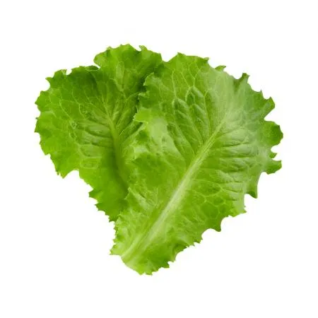 청상추 4kg 이미지