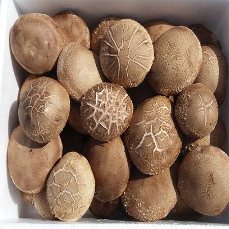 표고버섯 특 국내산 1kg