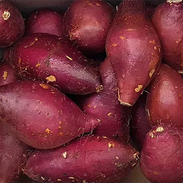 꿀고구마 10kg / 특(왕) 사이즈