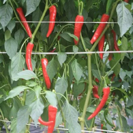 충북 괴산이광범명가 국산 김치용고추가루1kg 1개  이미지