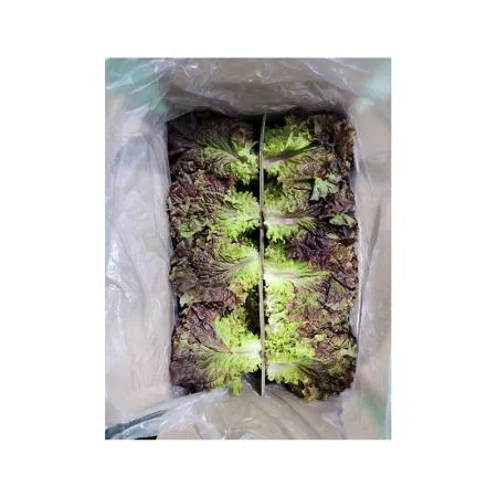적상추4Kg(특) 1BOX / 특,쌈채소,상추,국내산 / 신선식품 이미지