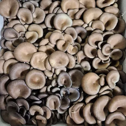 생 느타리버섯 2kg(1BOX) / 상,국내산,무농약 / 신선식품,생버섯,채소,야채 이미지